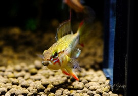 ����ʪ������.cf. �ӥ���������Rio Manacasias��ٻ��ɡ��ףɣ̣ġ���1�У�