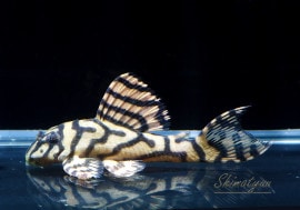 ʪL333ڥ롡ꥢ ᥬ饦󥼥֥顡No.06