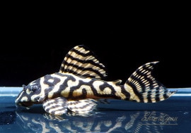 ʪL333ڥ롡ꥢ ᥬ饦󥼥֥顡No.07