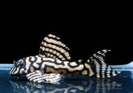 ʪL333ڥ롡ꥢ ᥬ饦󥼥֥顡No.09