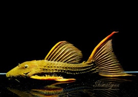 ����ʪ�������ѡ���������åȥȥ�ࡡ���ܥĥ��륤�ɡ���No.01