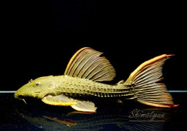 ����ʪ�������ѡ���������åȥȥ�ࡡ���ܥĥ��륤�ɡ���No.03