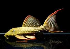 ����ʪ�������ѡ���������åȥȥ�ࡡ���ܥĥ��륤�ɡ���No.04