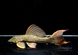 ����ʪ�������ѡ���������åȥȥ�ࡡ���ܥĥ��륤�ɡ���No.05