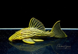 ʪĥΥåԡǥ󥵥롡ȥꥪƥ쥹ԥ쥹ɡNo.01