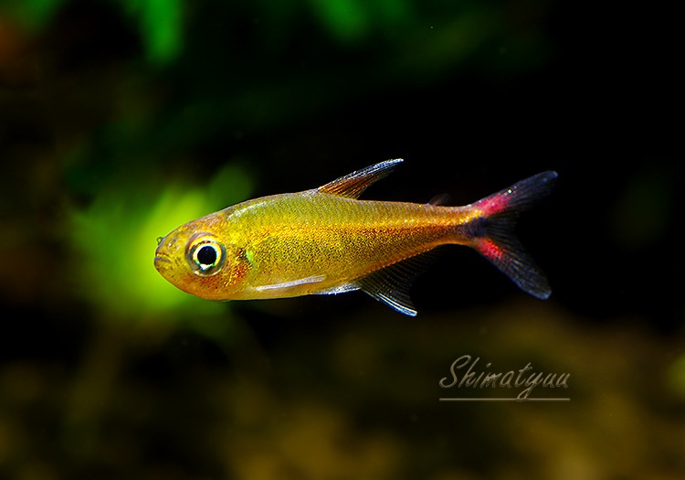 熱帯魚】 スーパーレッド ウォルター テトラ “rio cenepa” WILD 1匹