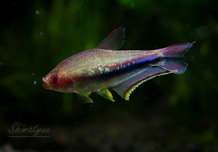 熱帯魚】 レインボーテトラ WILD 大き目 1Pr | 熱帯魚,カラシンWild