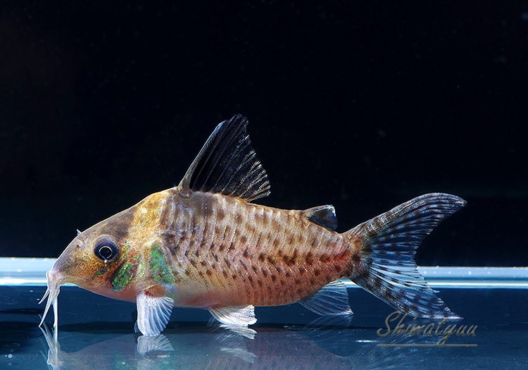 Co デルファックス WILD 1匹 | すべての商品 | AQUA-F東京店通販ショップ