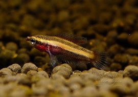 ��Ǯ�ӵ��ۡ��ѥ����ե���̥����ѡ��֥륹 ��WILD��1ɤ