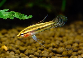 ��Ǯ�ӵ��ۡ��ѥ����ե���̥�����󥱥� ��WILD��1ɤ