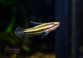 ��Ǯ�ӵ��ۡ��ѥ����ե���̥������ޥȥ�̥� ��WILD��1ɤ