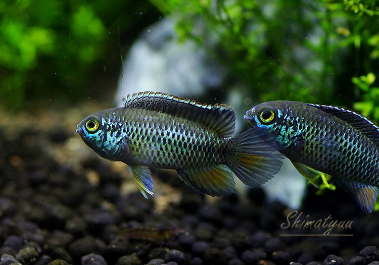 ナンナカラ アノマラ “チェコブリード” 1Pr | アピストグラマ