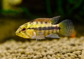 ����.sp.D63���ףɣ̣ġ�1Pr