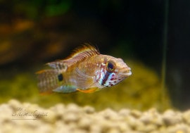 ����.sp.�ޥ����ףɣ̣ġ���1�У�