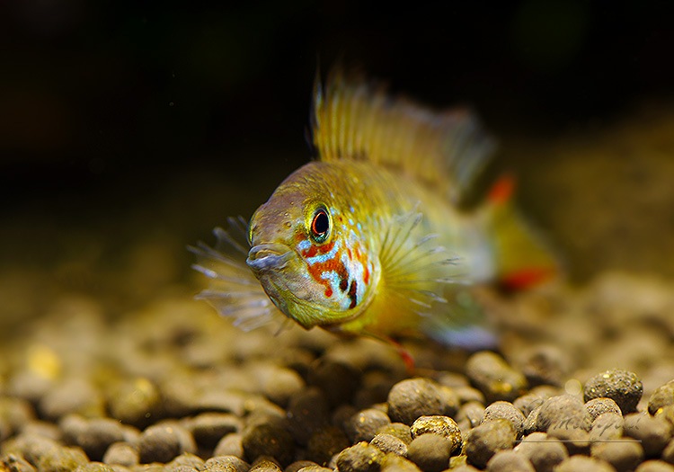 アピストグラマ cf. ビエジタ（Rio Manacasias近郊産）WILDのF1ペア