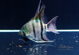 Ǯӵۡɥꥨ󥼥롡ȥͥɡWILD1ɤ