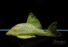 ʪե륹ݥåȥץ쥳No.03