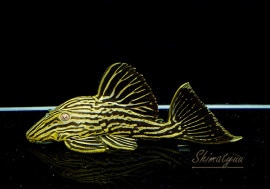 ʪǥ󥵥롡ȥꥪƥ쥹ԥ쥹ɡNo.01