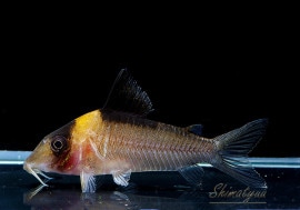 Co ニューイミテーター “アッパーネグロ” WILD 3匹