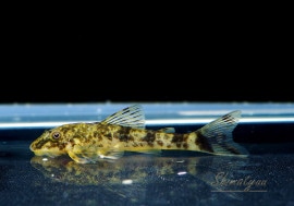 ��Ǯ�ӵ��ۡ��ѥ饪�ȥ��󡡥��ꥹ�����������ȹ񻺥֥꡼�ɡɡ�1ɤ