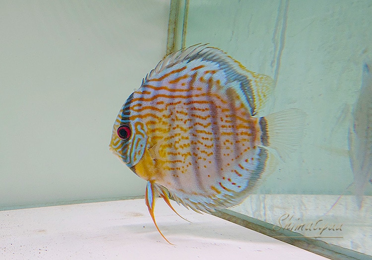 熱帯魚】 一点物 WILD グリーン ディスカス “Rio Nanai” No.01 