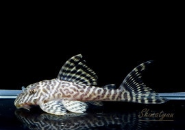 ʪL-66󥰥ץ쥳No.01