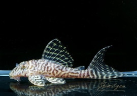 ʪL-66󥰥ץ쥳No.02