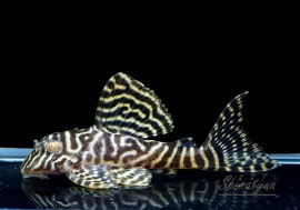 ʪL-66󥰥ץ쥳No.03