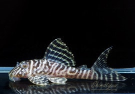 ʪL-66󥰥ץ쥳No.04