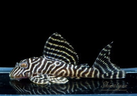 ʪL-66󥰥ץ쥳No.05