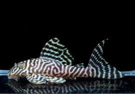 ʪL-66󥰥ץ쥳No.06