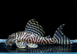 ʪL-66󥰥ץ쥳No.07