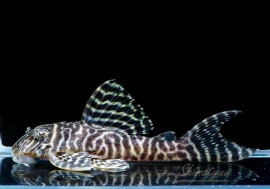 ʪL-66󥰥ץ쥳No.08