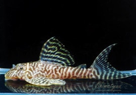 ʪL-66󥰥ץ쥳No.09