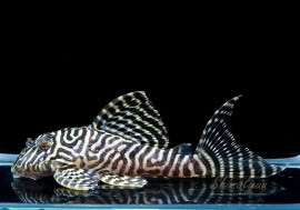 ʪL-66󥰥ץ쥳No.10