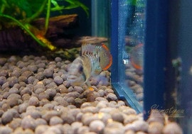 𡡥50ȹ񻺥֥꡼ɡɡ1Pr