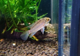 𡡥ԥ󥷥ȹ񻺥֥꡼F3ɡУ