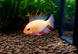 ǥߥ쥸ʣ̡ˡȹ񻺥֥꡼ɡɡʥȷϡ1У