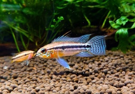 ʪ𡡥ӥ˥֥롼ףɣ̣ġȥ̥ɡNo.01У