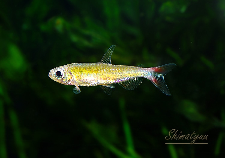 熱帯魚】 シャイニングブルーチェリーコンゴテトラ WILD 3Pr