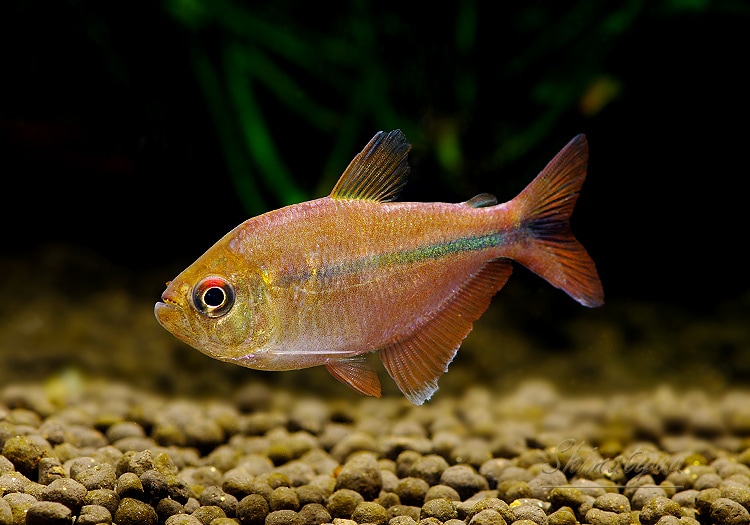 熱帯魚】 レインボーラコビクステトラ (ML～L) WILD 1匹 | 熱帯魚