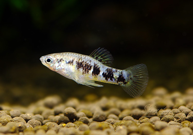 熱帯魚様 熱帯魚 ダブルテールベタ オス ファンシー 06M0801-020