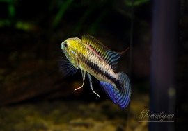 ʪApץ륯顡ףɣ̣ġȥޥǥɡУ