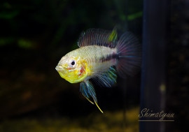 ʪApܥ꡼ףɣ̣ġեåɥݥåȡȥѥ󥿥ʥɡ1У