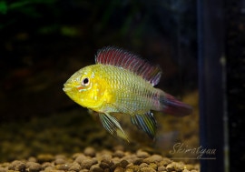 ʪApܥ꡼ףɣ̣ġեȥѥ󥿥ʥɡ1У