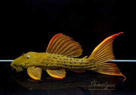 ���̲���!!������ʪ�������ѡ���������åȥȥ�ࡡ���ܥĥ��륤�ɡ���No.01