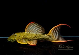 ���̲���!!������ʪ�������ѡ���������åȥȥ�ࡡ���ܥĥ��륤�ɡ���No.03