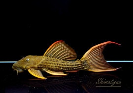 ���̲���!!������ʪ�������ѡ���������åȥȥ�ࡡ���ܥĥ��륤�ɡ���No.04