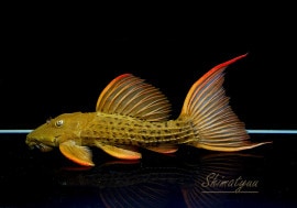 ���̲���!!������ʪ�������ѡ���������åȥȥ�ࡡ���ܥĥ��륤�ɡ���No.06