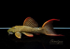 ���̲���!!������ʪ�������ѡ���������åȥȥ�ࡡ���ܥĥ��륤�ɡ���No.08